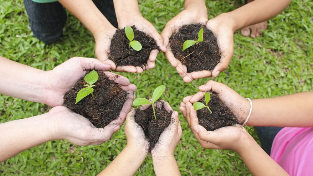 Hands holding sapling in soil surface